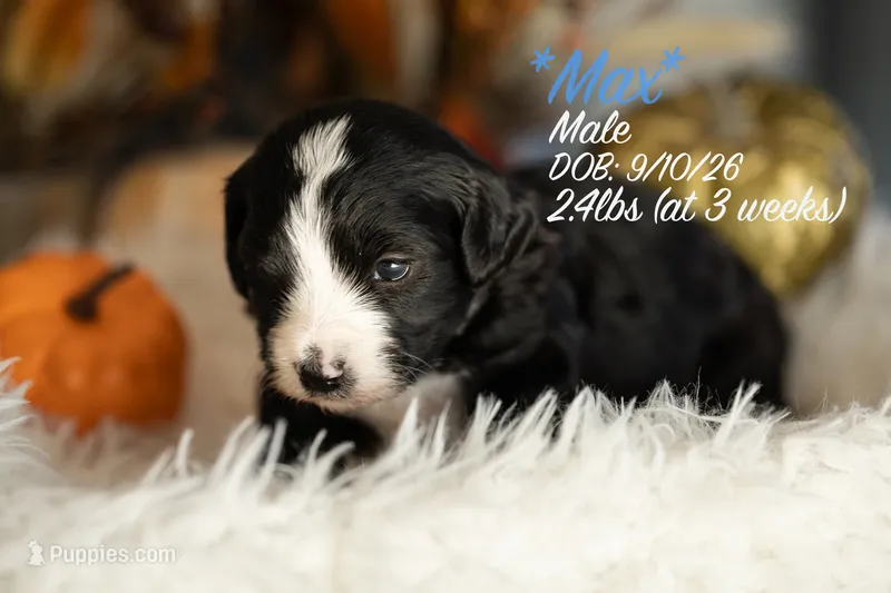 Max – Miniature Bernedoodle puppy for sale in Shelby, NC