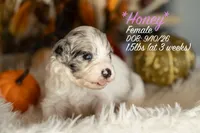 Honey, a female Miniature Bernedoodle for sale in Shelby, NC – 1 of 1