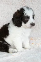 Mr. Green, a male Miniature Bernedoodle for sale in Shelby, NC – 2 of 7
