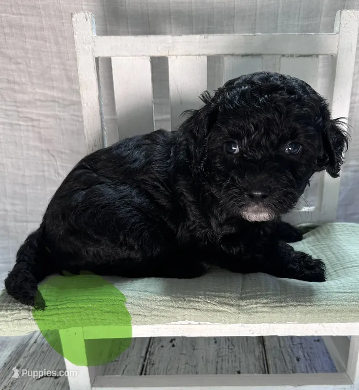 Mr. Lime Green – Bernedoodle puppy for sale in Shelby, NC