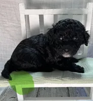 Mr. Lime Green, a male Bernedoodle for sale in Shelby, NC – 3 of 5