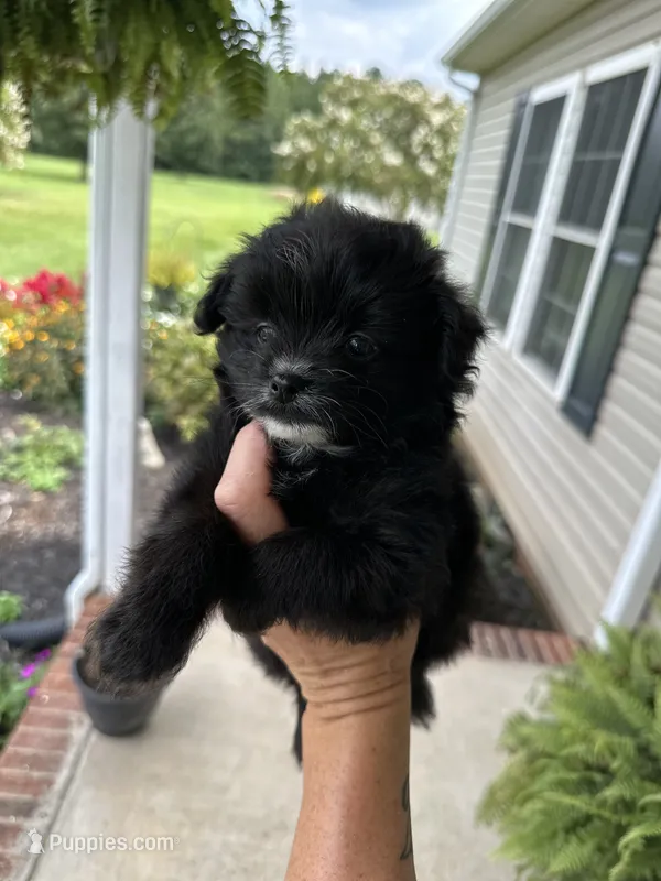 Memphis – Pomapoo puppy for sale in Shelby, NC