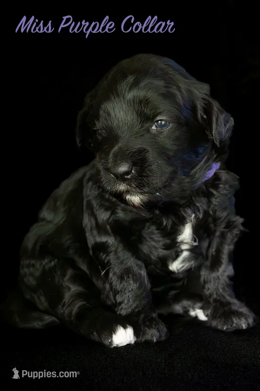 Miss Purple – Bernedoodle puppy for sale in Shelby, NC