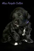 Miss Purple, a female Bernedoodle for sale in Shelby, NC – 1 of 2