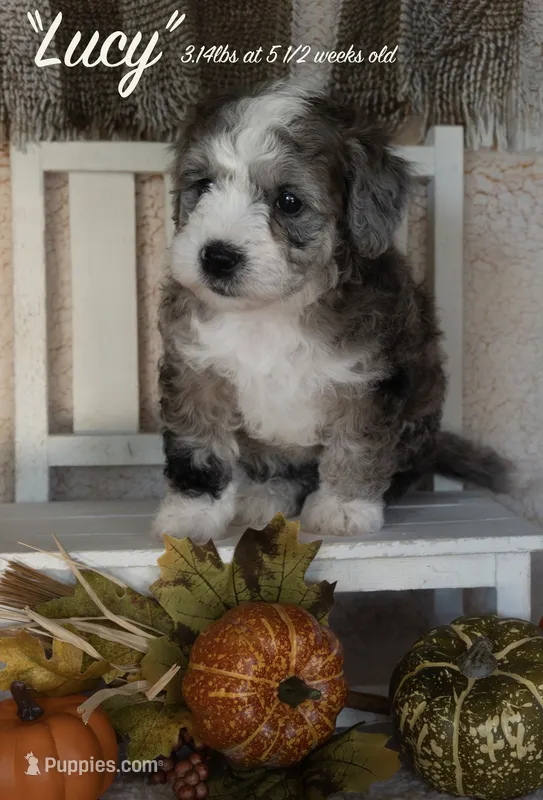 Lucy – Miniature Bernedoodle puppy for sale in Shelby, NC