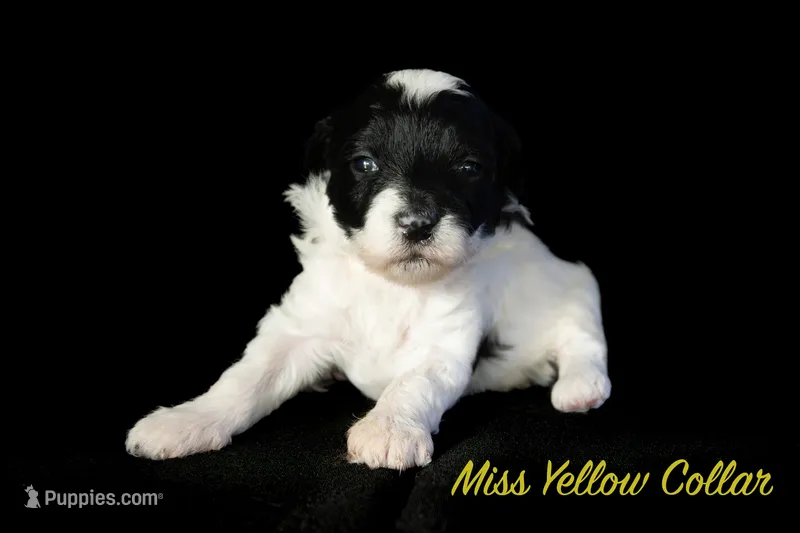 Miss Yellow – Bernedoodle puppy for sale in Shelby, NC