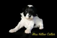 Miss Yellow, a female Bernedoodle for sale in Shelby, NC – 1 of 2