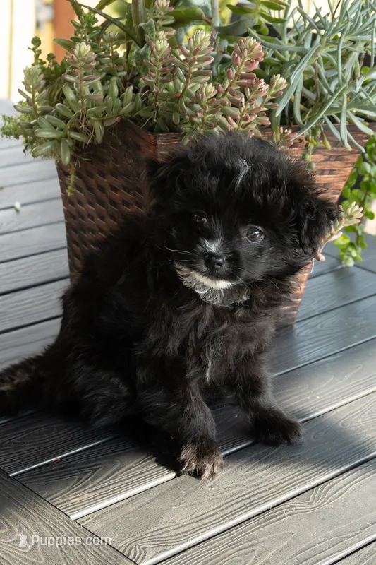 Memphis – Pomapoo puppy for sale in Shelby, NC