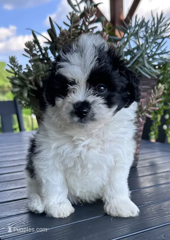 Cody – Pomapoo puppy for sale in Shelby, NC