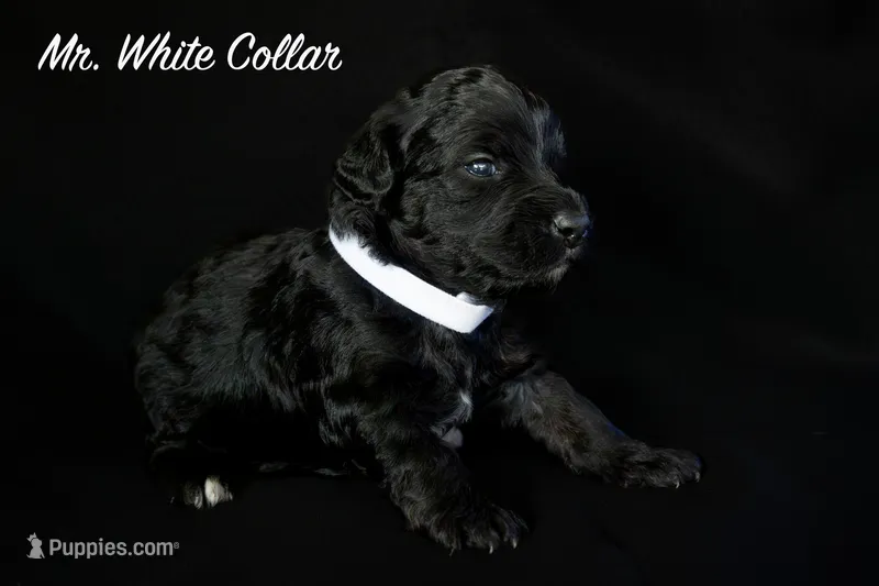 Mr. White – Bernedoodle puppy for sale in Shelby, NC