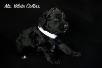 Mr. White, a male Bernedoodle for sale in Shelby, NC – 1 of 2