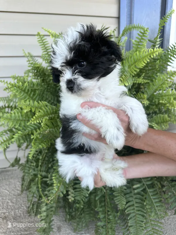 Cody – Pomapoo puppy for sale in Shelby, NC