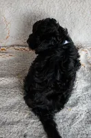 Mr. White, a male Miniature Bernedoodle for sale in Shelby, NC – 3 of 6