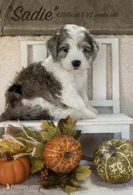 Sadie – Miniature Bernedoodle puppy for sale in Shelby, NC