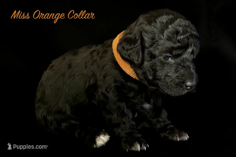 Miss Orange – Bernedoodle puppy for sale in Shelby, NC