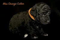 Miss Orange, a female Bernedoodle for sale in Shelby, NC – 1 of 2