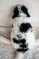 Miss Yellow, a female Miniature Bernedoodle for sale in Shelby, NC – 4 of 8