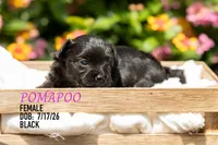 Ella, a female Pomapoo for sale in Shelby, NC – 2 of 2