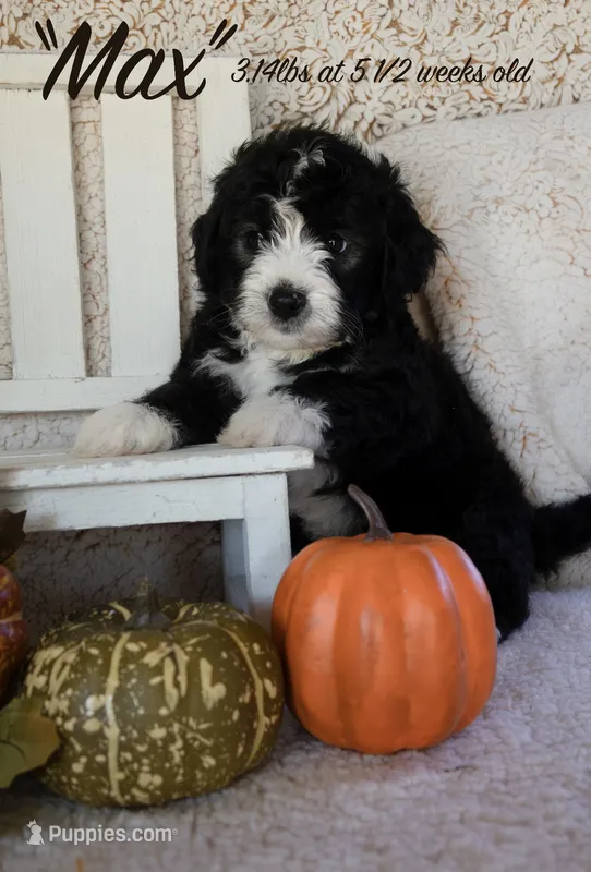 Max – Miniature Bernedoodle puppy for sale in Shelby, NC