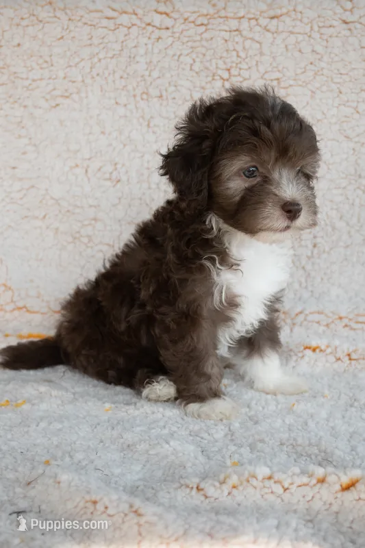 Miss Blue – Bernedoodle puppy for sale in Shelby, NC