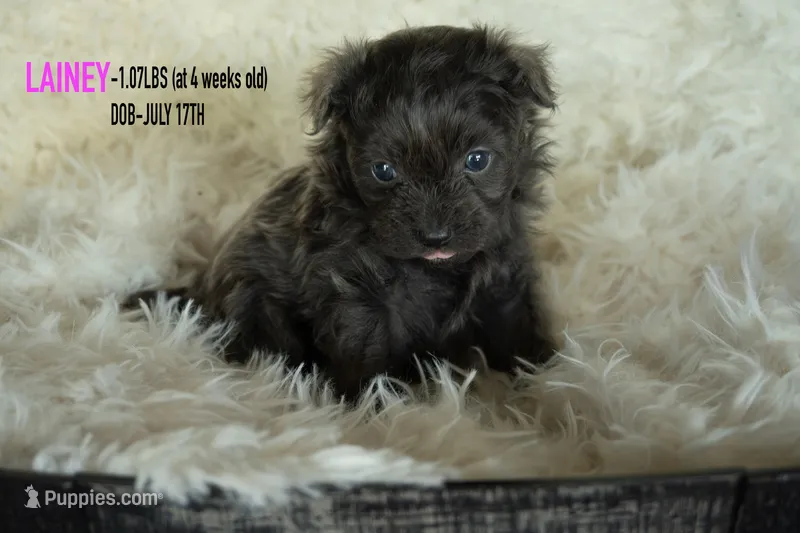 Lainey – Pomapoo puppy for sale in Shelby, NC
