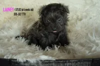 Lainey, a female Pomapoo for sale in Shelby, NC – 1 of 3