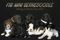 Miss Purple, a female Bernedoodle for sale in Shelby, NC – 2 of 2