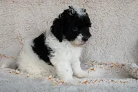 Miss Yellow, a female Miniature Bernedoodle for sale in Shelby, NC – 3 of 8