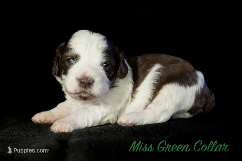 Miss Green – Bernedoodle puppy for sale in Shelby, NC