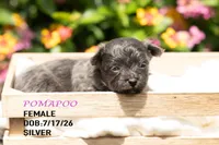 Lainey, a female Pomapoo for sale in Shelby, NC – 2 of 3