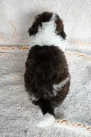 Mr. Green, a male Miniature Bernedoodle for sale in Shelby, NC – 3 of 7