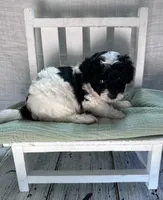 Miss Yellow, a female Miniature Bernedoodle for sale in Shelby, NC – 6 of 8