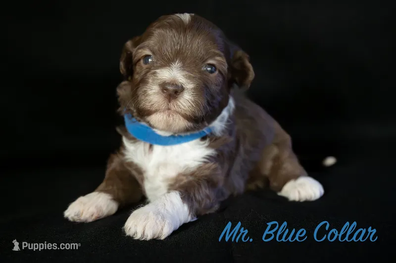 Mr. Blue – Bernedoodle puppy for sale in Shelby, NC