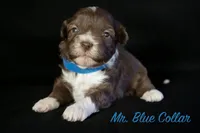 Mr. Blue, a male Bernedoodle for sale in Shelby, NC – 1 of 2