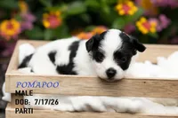 Cody, a male Pomapoo for sale in Shelby, NC – 2 of 2