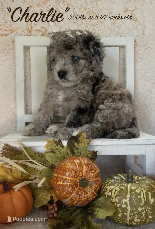 Charlie – Miniature Bernedoodle puppy for sale in Shelby, NC
