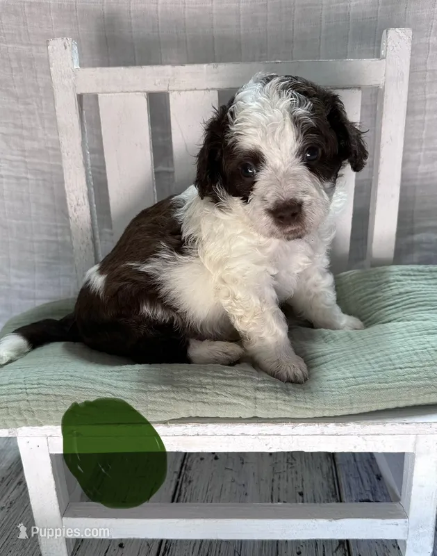 Mr. Green – Bernedoodle puppy for sale in Shelby, NC