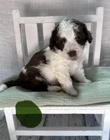 Mr. Green, a male Miniature Bernedoodle for sale in Shelby, NC – 5 of 7