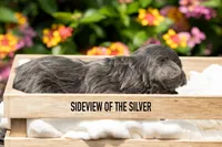 Lainey, a female Pomapoo for sale in Shelby, NC – 3 of 3