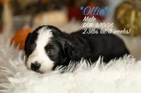 Ollie, a male Miniature Bernedoodle for sale in Shelby, NC – 1 of 1