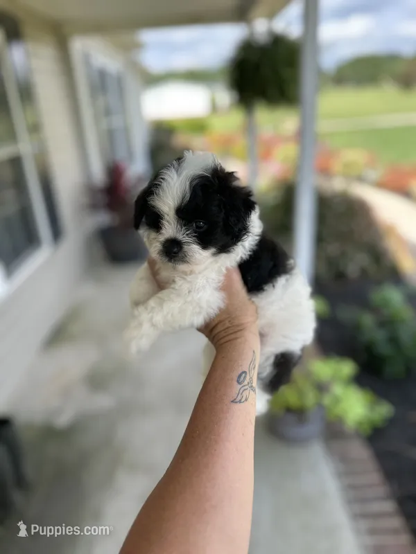 Cody – Pomapoo puppy for sale in Shelby, NC