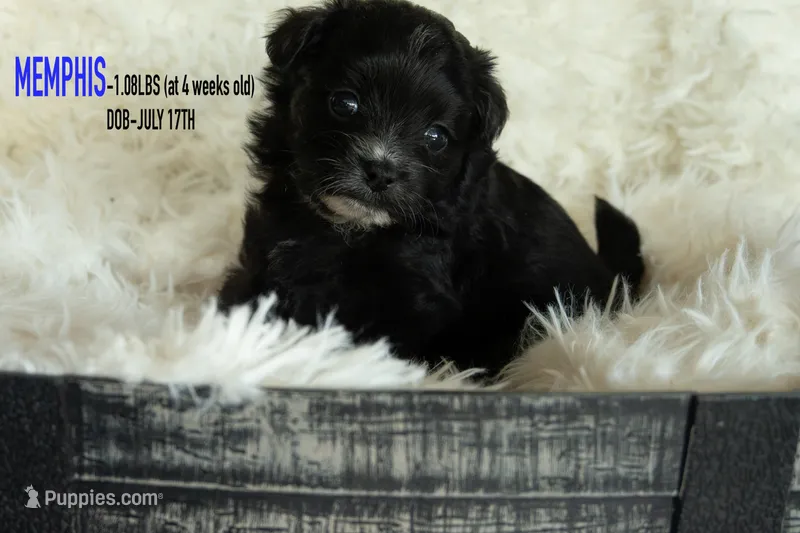 Memphis – Pomapoo puppy for sale in Shelby, NC