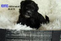 Memphis, a male Pomapoo for sale in Shelby, NC – 1 of 2