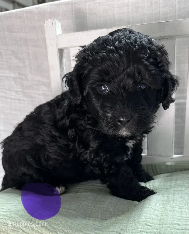 Miss Purple – Bernedoodle puppy for sale in Shelby, NC