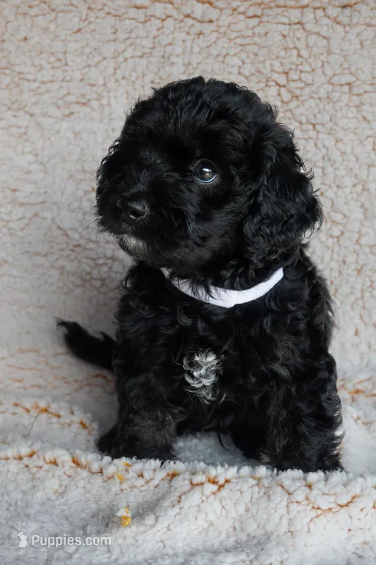 Mr. White – Bernedoodle puppy for sale in Shelby, NC