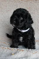 Mr. White, a male Miniature Bernedoodle for sale in Shelby, NC – 1 of 6