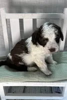 Mr. Green, a male Miniature Bernedoodle for sale in Shelby, NC – 6 of 7