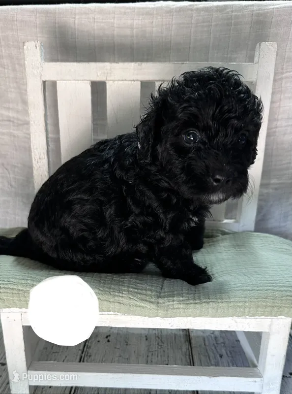 Mr. White – Bernedoodle puppy for sale in Shelby, NC