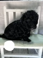 Mr. White, a male Miniature Bernedoodle for sale in Shelby, NC – 4 of 6