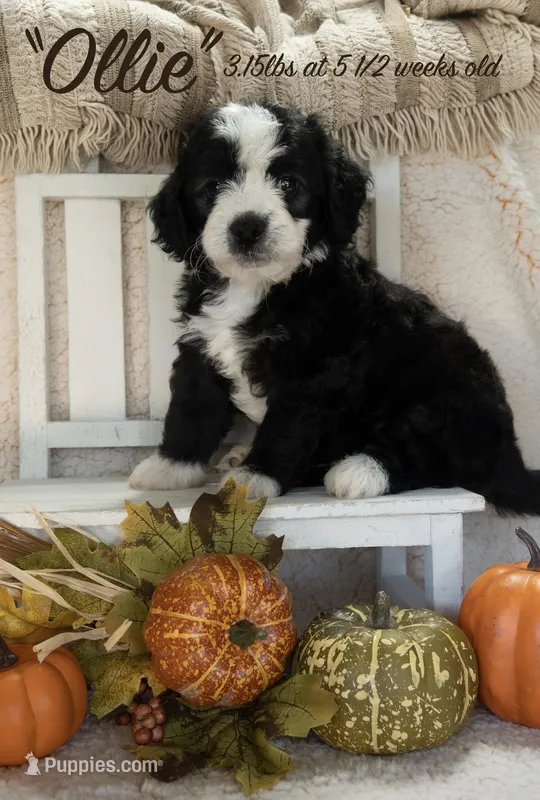 Ollie – Miniature Bernedoodle puppy for sale in Shelby, NC